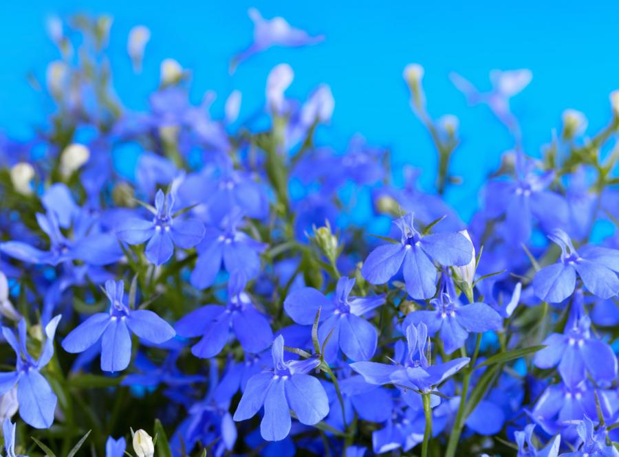 Lobelia (stroiczka rozdęta)